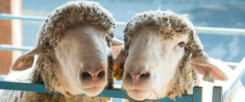 NY Sheep and Wool Bus Seat