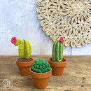 DIY Cacti